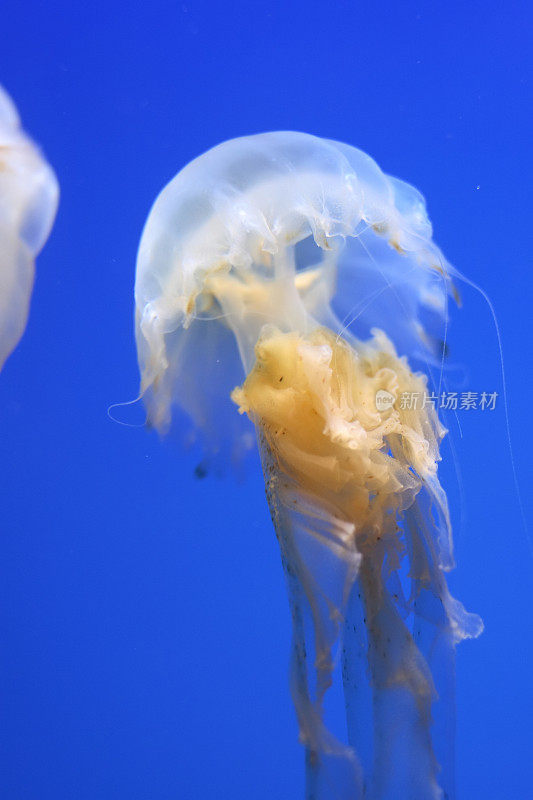 海洋生物