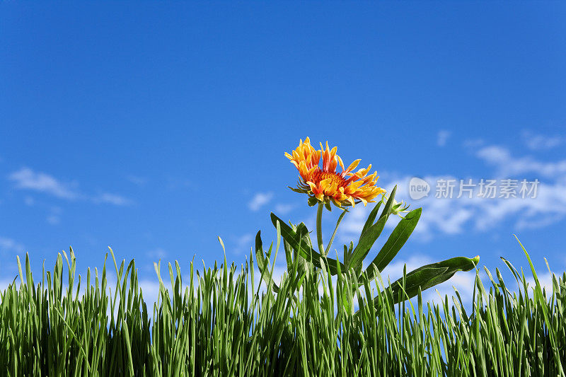 美丽的阳光浸透了风中飘扬的花朵