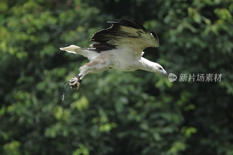 飞翔的鹰