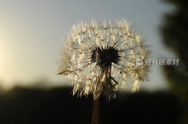 夕阳下的蒲公英花籽;宏特写