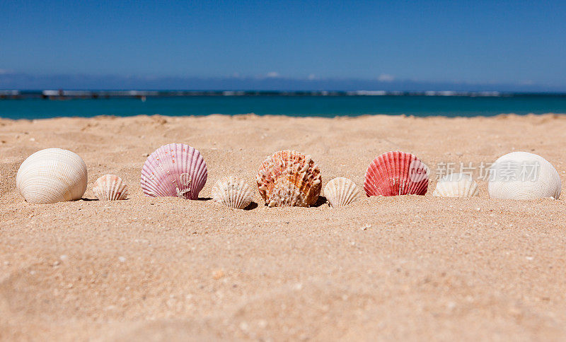 沙滩上一字排开的贝壳