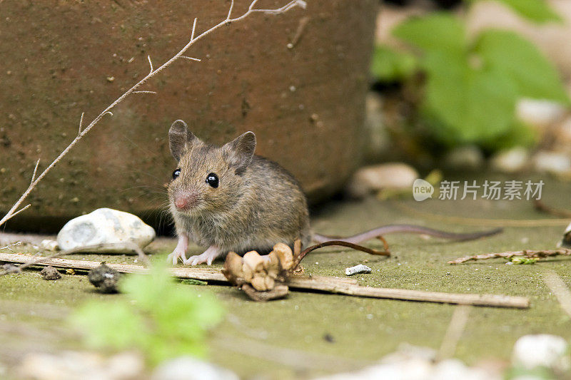 木鼠(森林姬鼠)