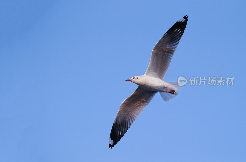 蓝天下的海鸥