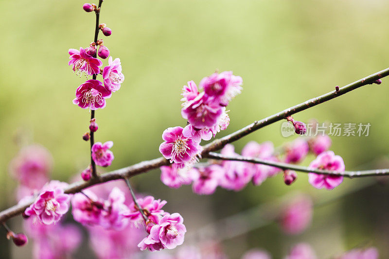 粉色的梅花