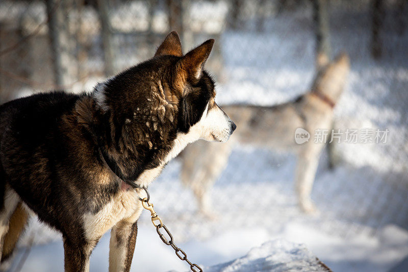 西伯利亚雪橇犬的狗