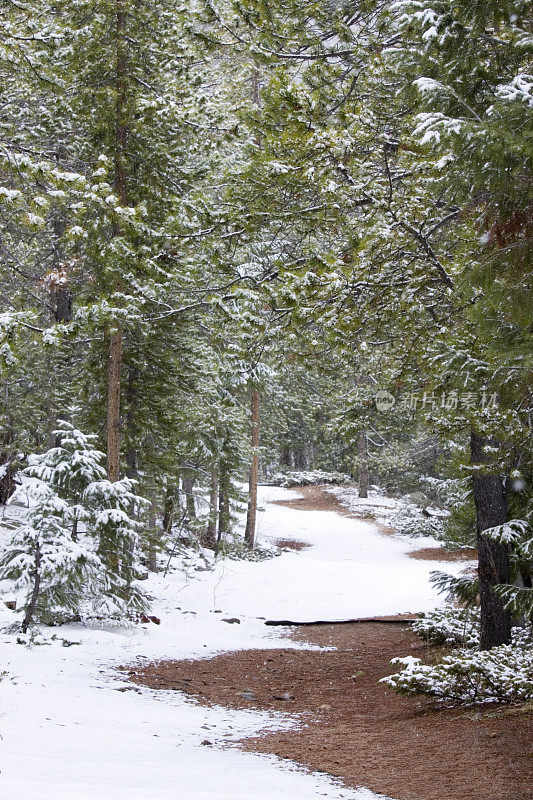 迈耶牧场的雪域森林小径