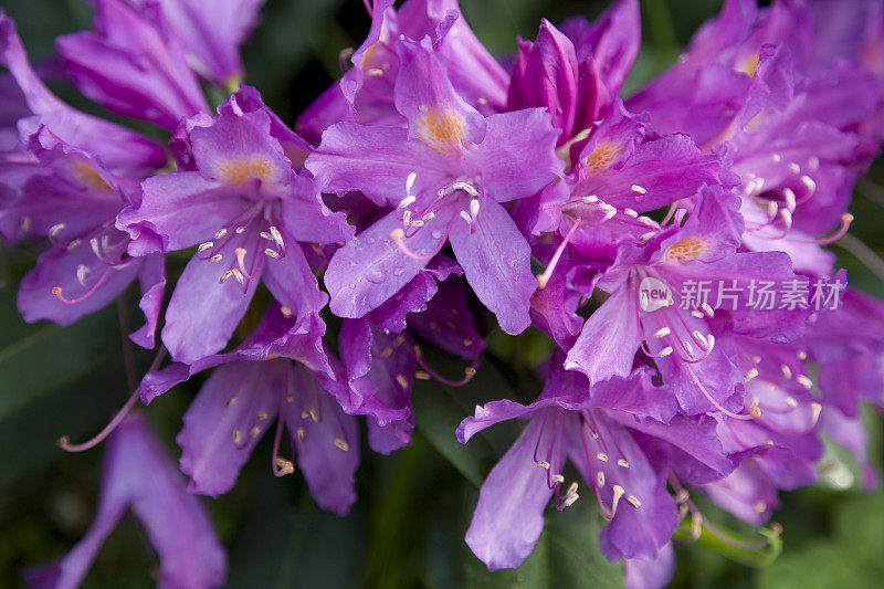 杜鹃花