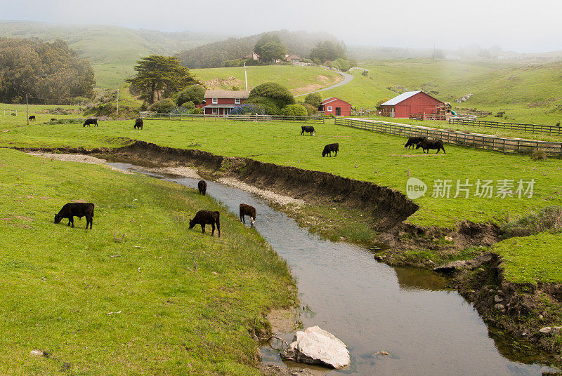 海岸奶牛场和溪流，加州索诺玛县