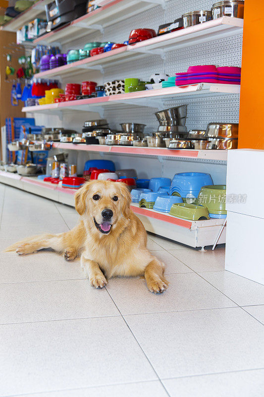 可爱的金毛猎犬在宠物店