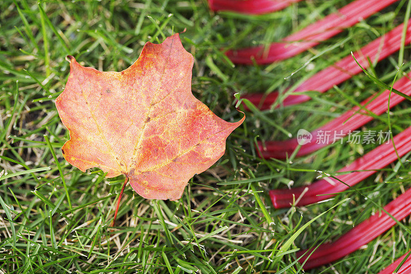 红色塑料耙和秋天的枫叶