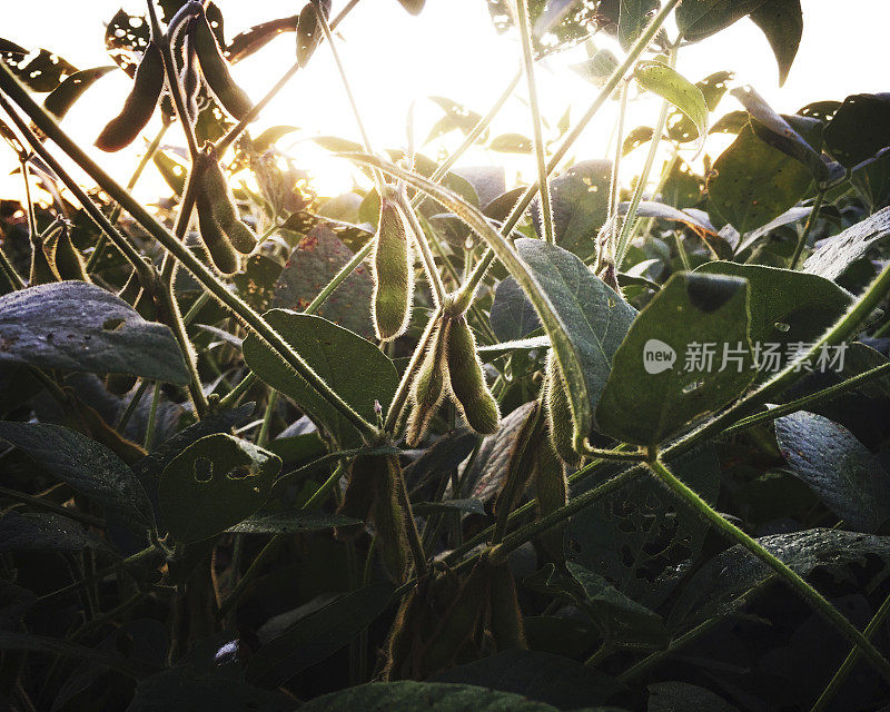 夏末黎明时分的大豆田