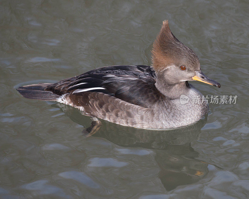 连帽秋沙鸭