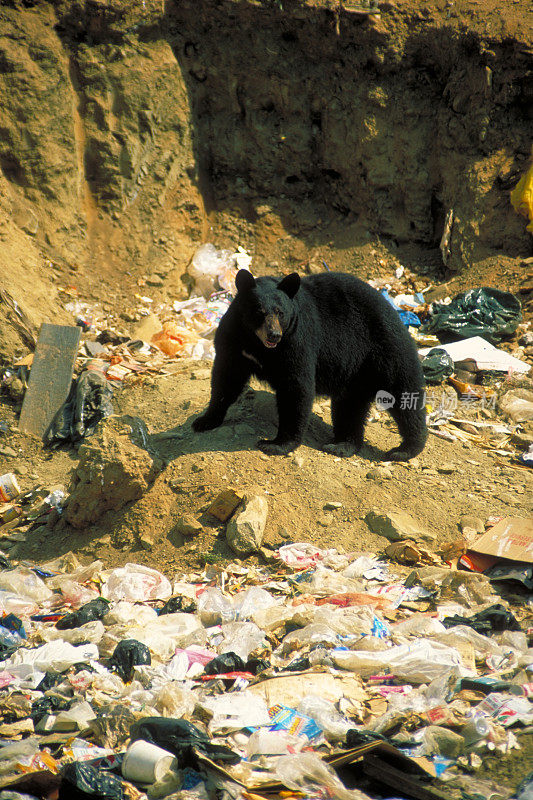 垃圾堆里的黑熊
