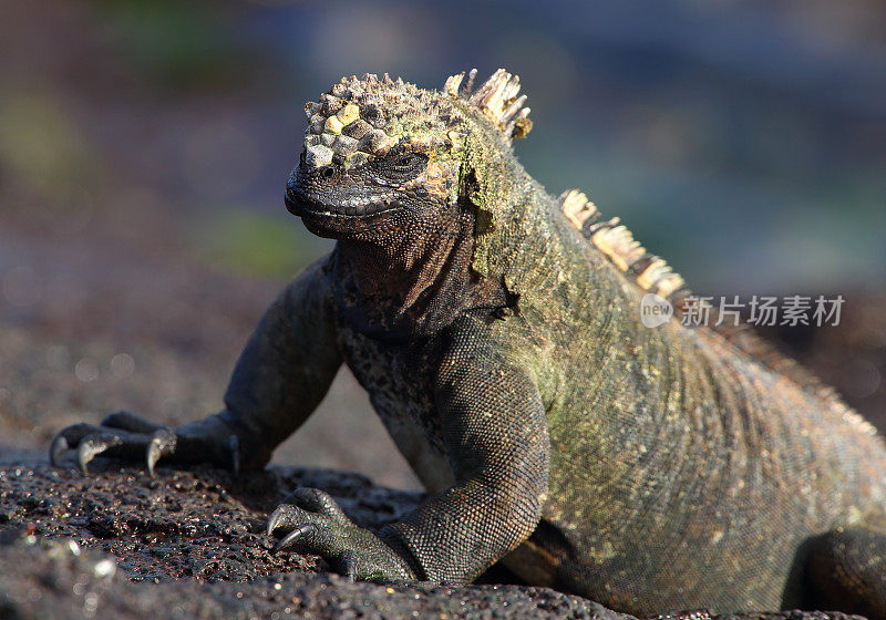 加拉帕戈斯群岛的海鬣蜥