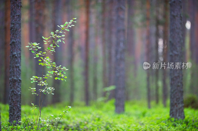 松树林中的一种年轻的白杨树