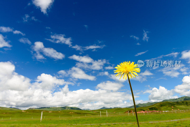 野花蒲公英盛开在春天与天空的背景微景