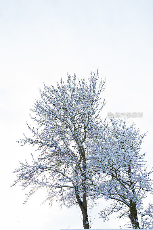 冬天树木的美丽形象