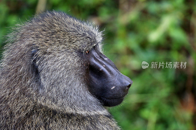 乌干达:狒狒侧面图
