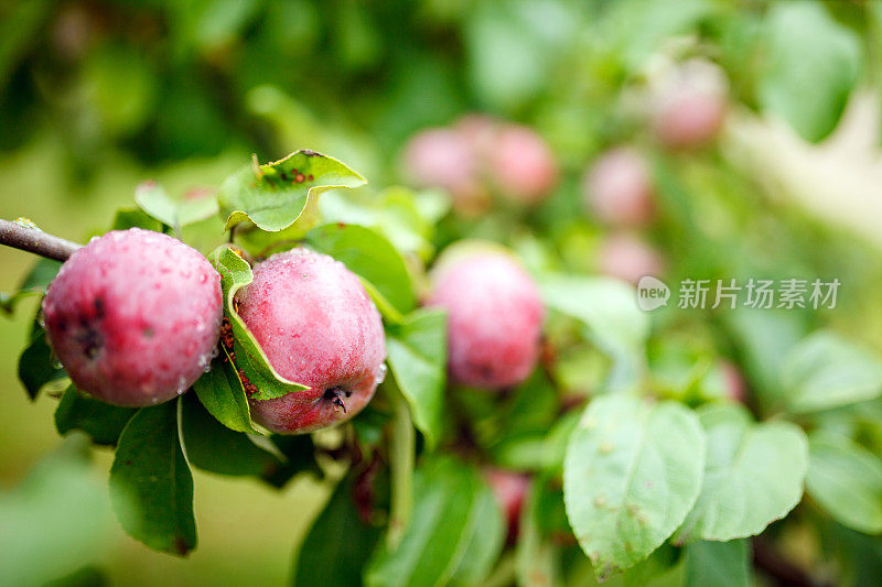 雨后的苹果树