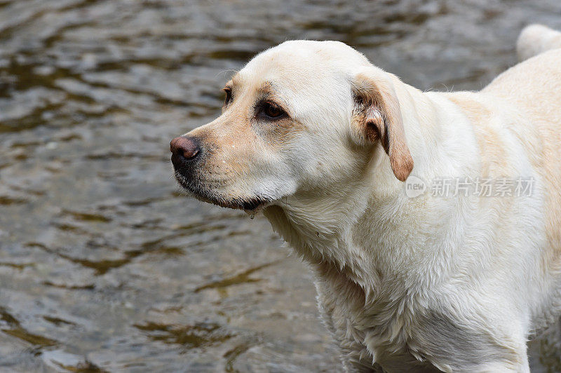 拉布拉多寻回犬