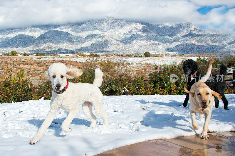 三只可爱的狗在雪中玩耍，拉布拉多犬和贵宾犬