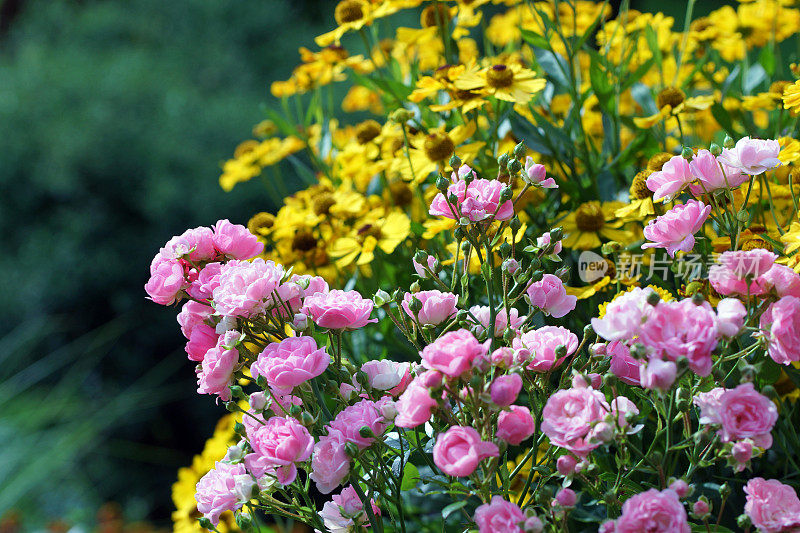 玫瑰和helenium