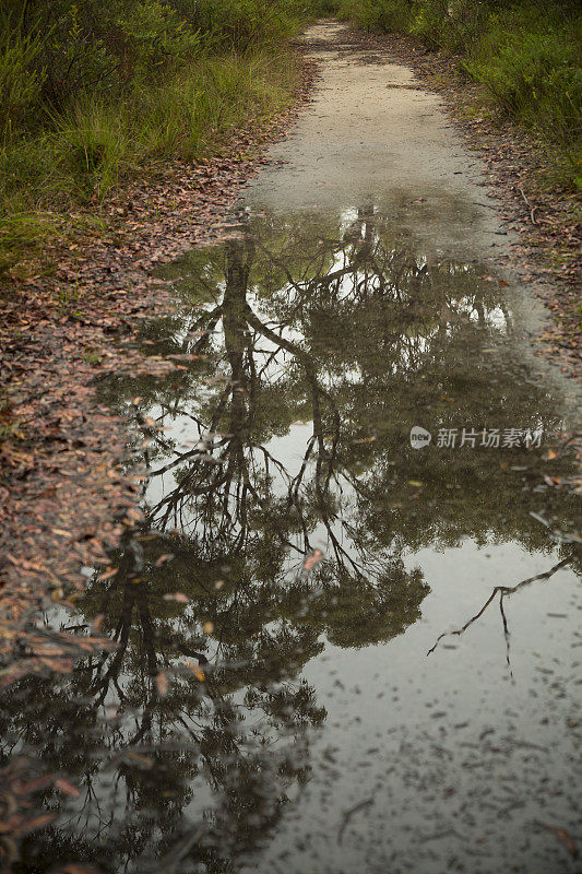 布什在雨后跟踪。