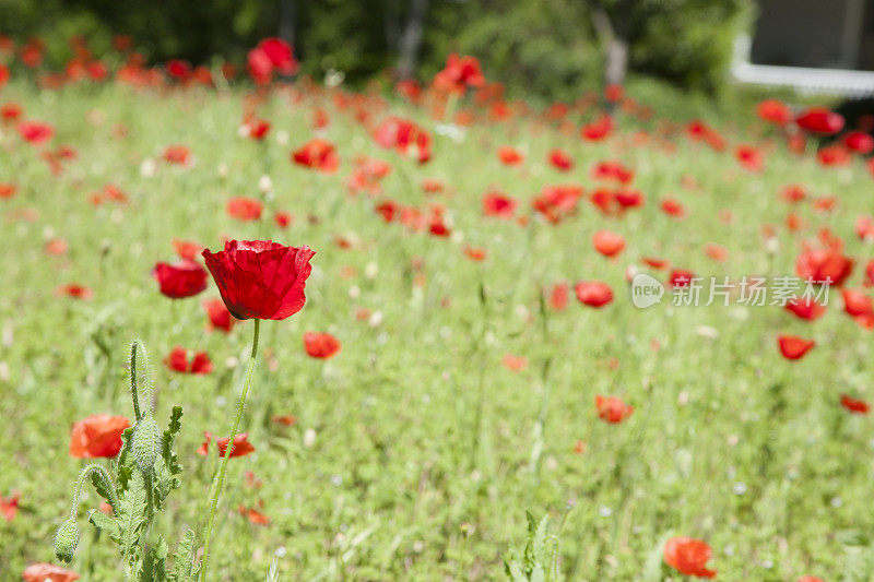 一片鲜红的‘纪念罂粟’花。阵亡将士纪念日。