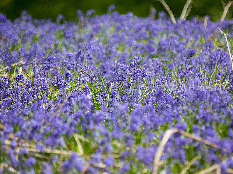 蓝铃花