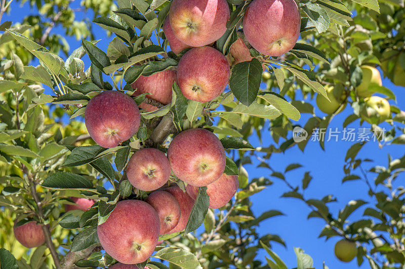 苹果树