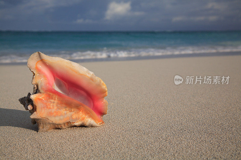 加勒比海海滩上的海螺