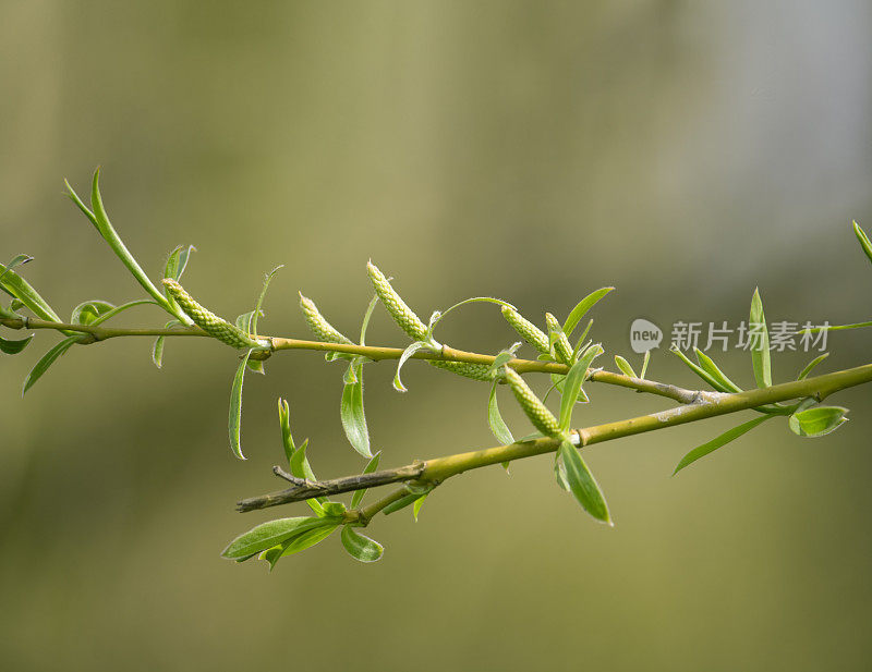 特写绿色分支。(景深较浅)