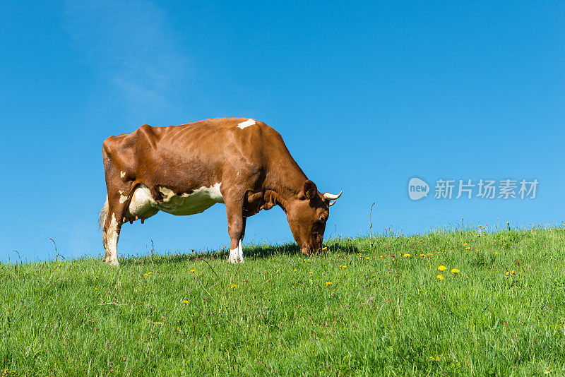 牛在草地上