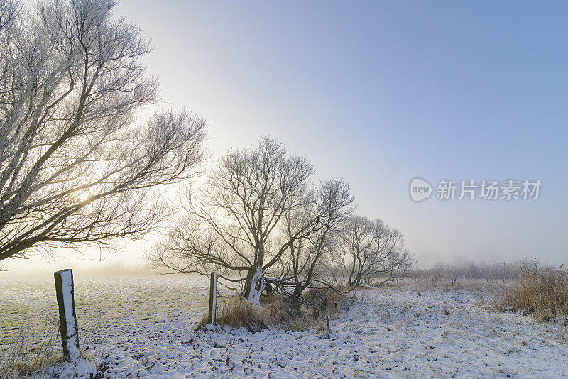 柳树在白雪覆盖的冬天风景