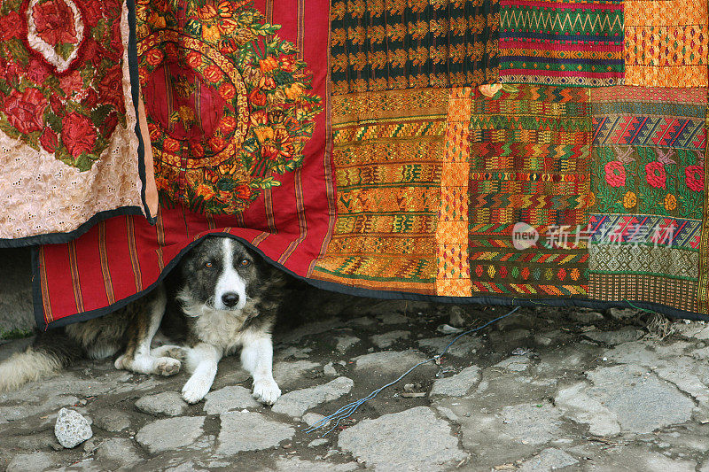 传统纺织品给危地马拉当地狗狗带来阴影