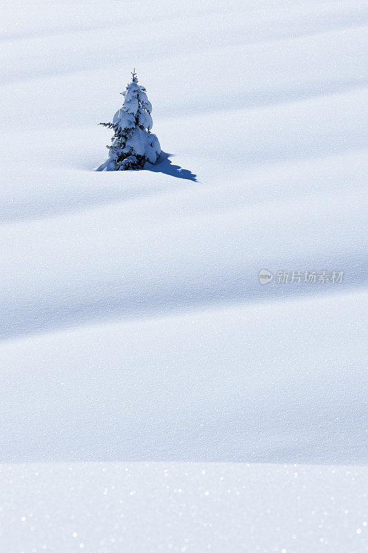 厚厚的积雪中的云杉