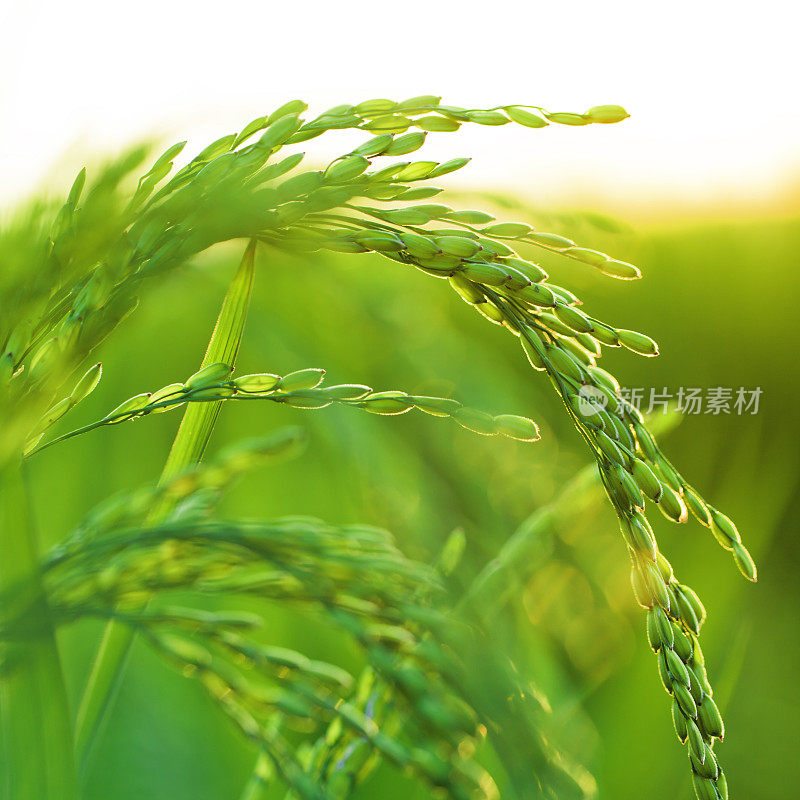 阳光下的稻田