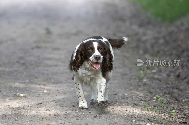 林地小径上的猎犬