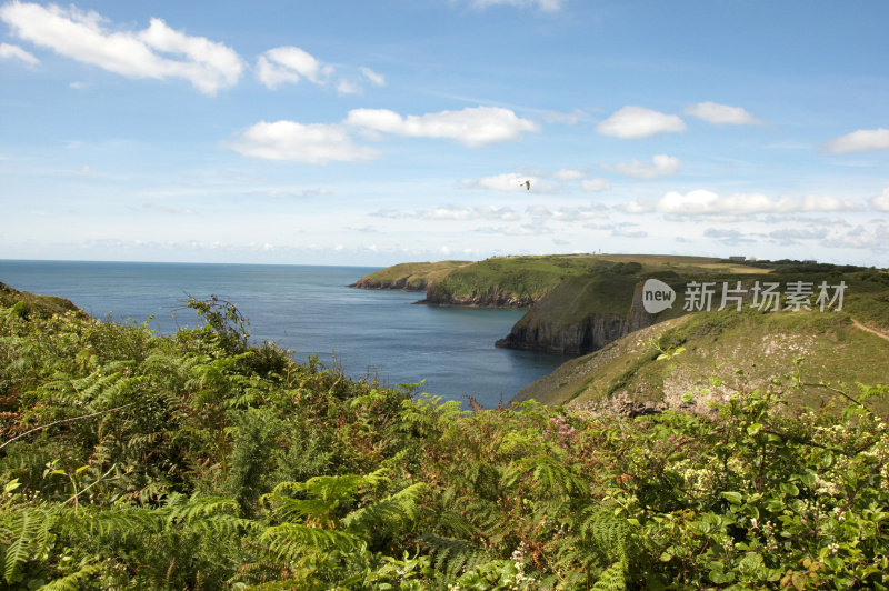 彭布罗克海岸岩石海岸蕨类植物前景