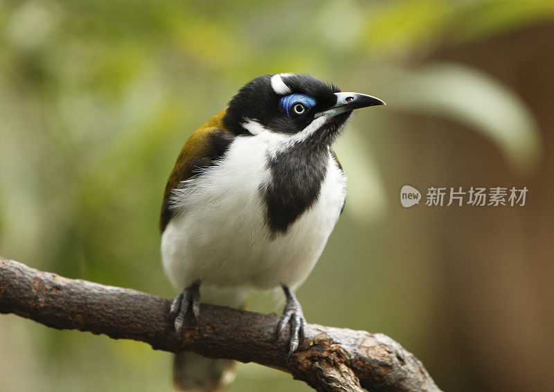 蓝眼食蜜鸟