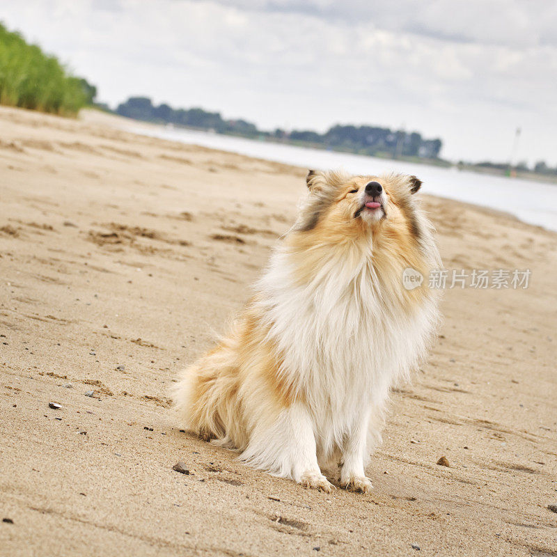 牧羊犬坐在河岸上