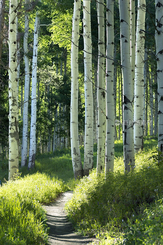 美丽的山徒步步道通过白杨树Vail科罗拉多州