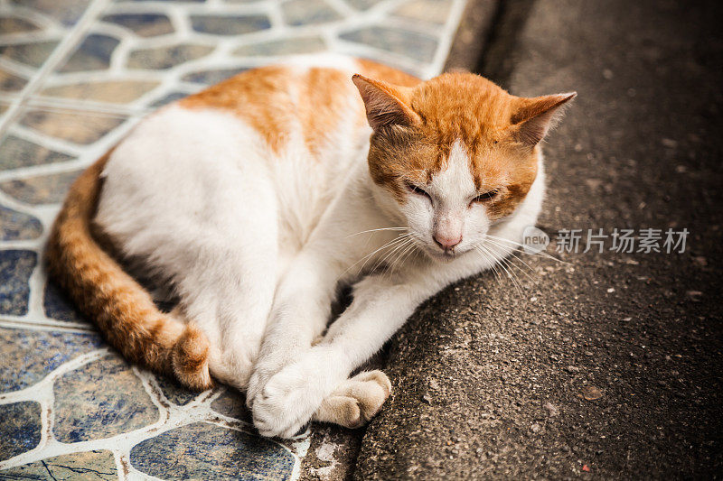 虎斑猫休息