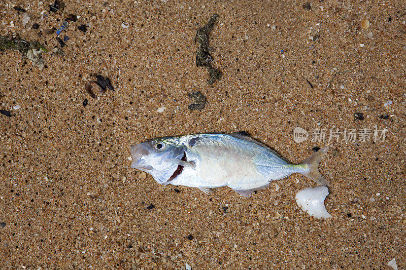 海滩上没有活鱼