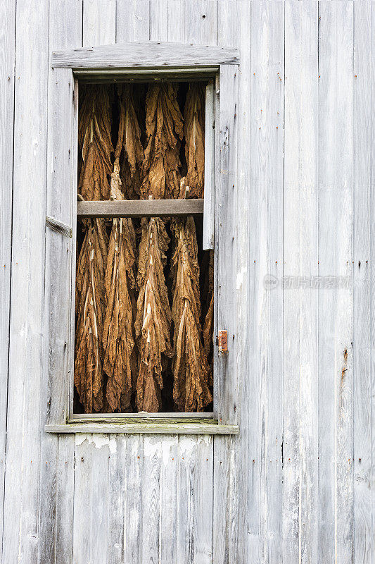 晒干的烟草从谷仓的窗户向外窥视
