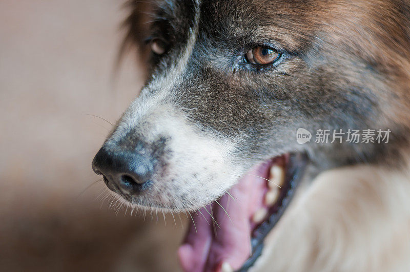 快乐微笑的狗抬头看。