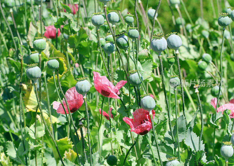 罂粟花——罂粟花