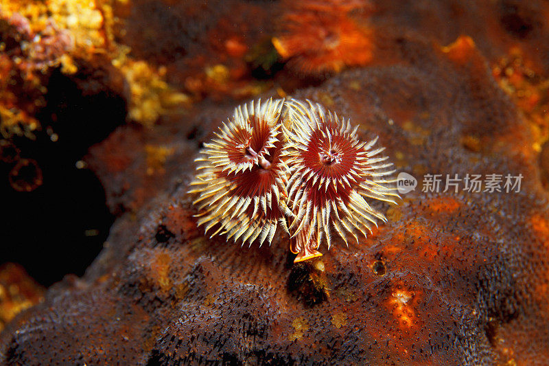 海洋生物