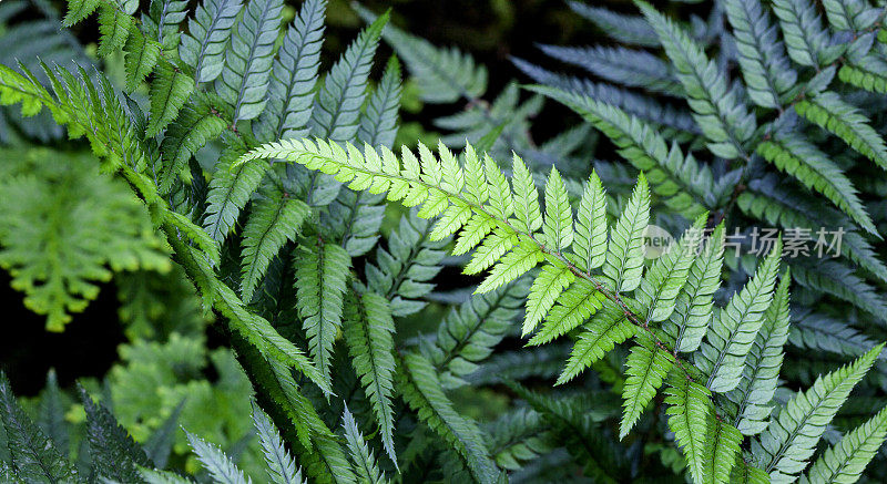 蕨类植物