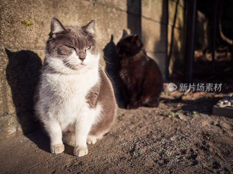 只流浪猫